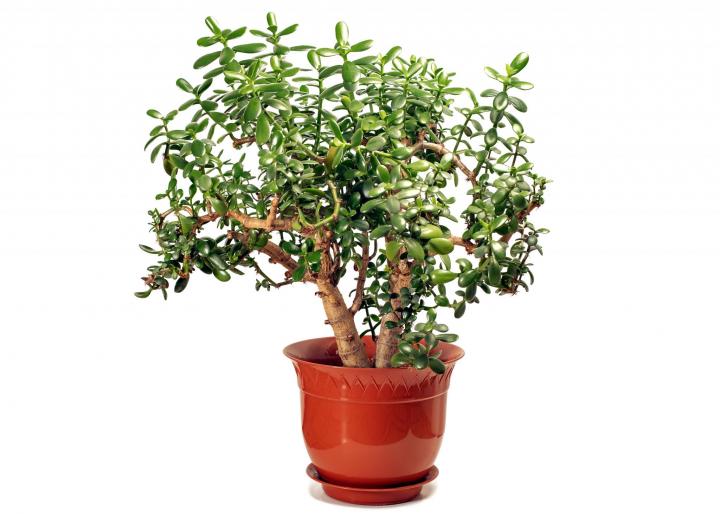 Jade plant. Photo be trambler58/Shutterstock.